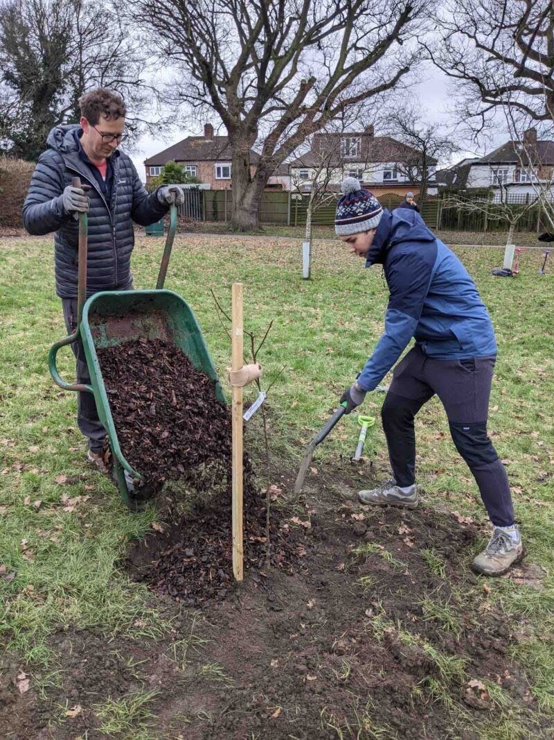 Mark Todd (our Chair) and Tim Safin (our Youth Officer) helping the Epsom and Ewell Tree Board plant an orchard in Auriol Park, Worcester Park, Jan 2023